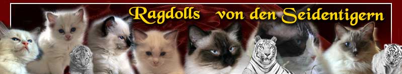 Ragdolls von den Seidentigern