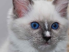 Galerie 994-Candy-blue-eyes.jpg anzeigen.