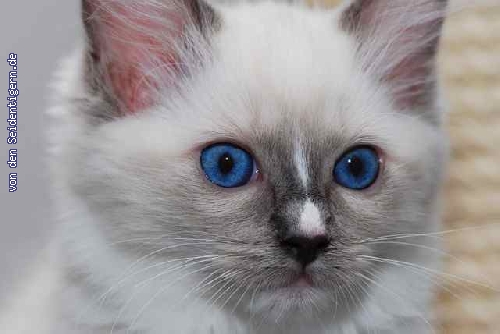 http://berliner-rassekatzen.de/pixlie/cache/vs_Candlelight_994-Candy-blue-eyes.jpg