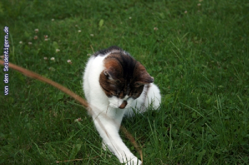 http://berliner-rassekatzen.de/pixlie/cache/vs_Sally_990-Sally-im-Garten.jpg